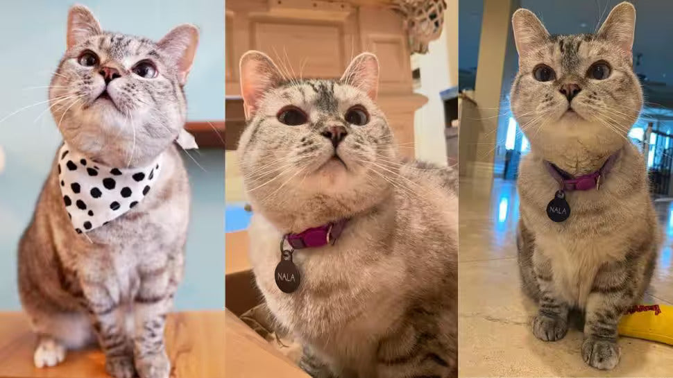 The Importance of Whiskers
