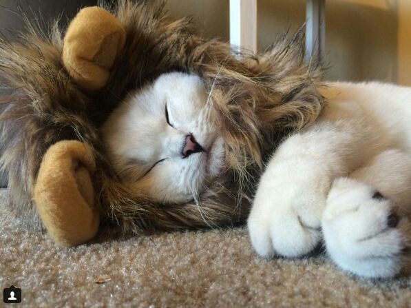 How to Help Stop Animal Abuse and Who to Call for Help