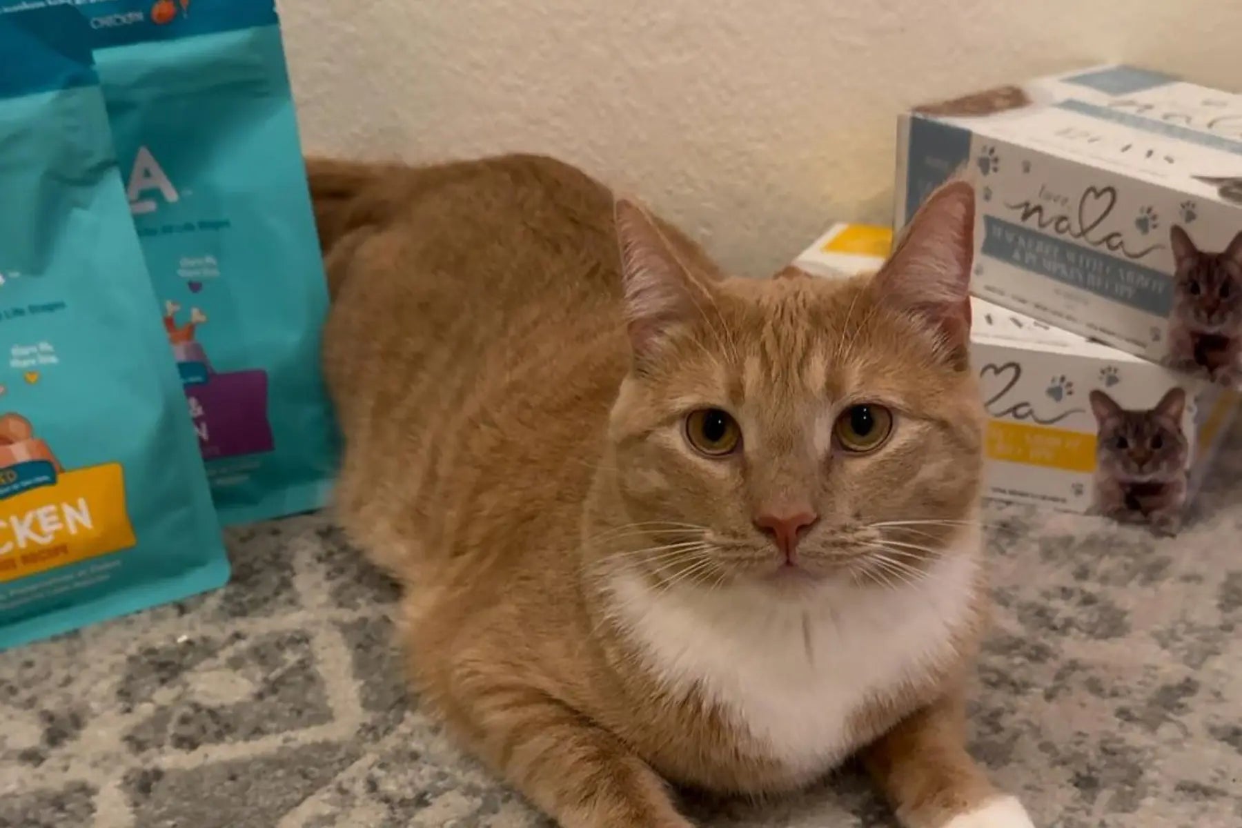 Are carrots toxic to cats hot sale