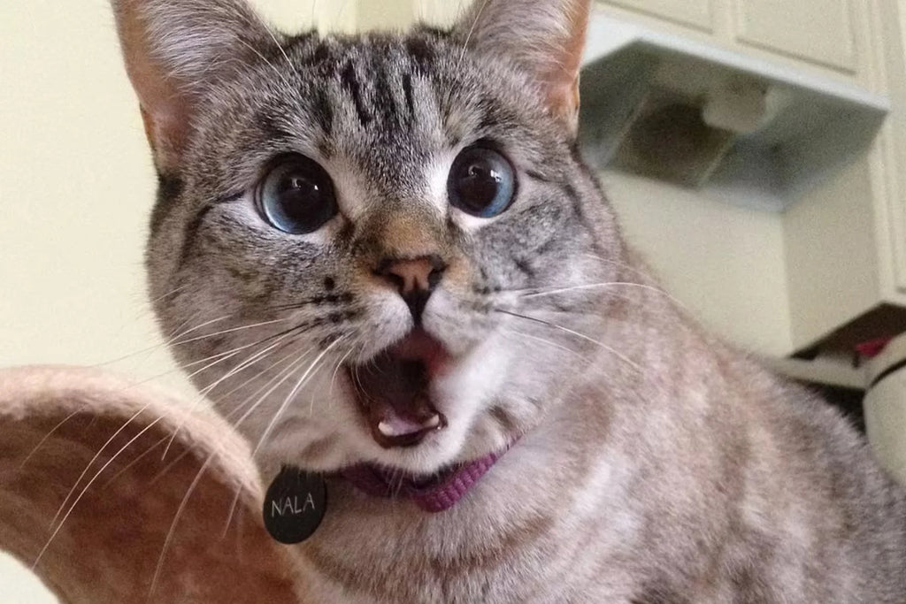 diet cat food