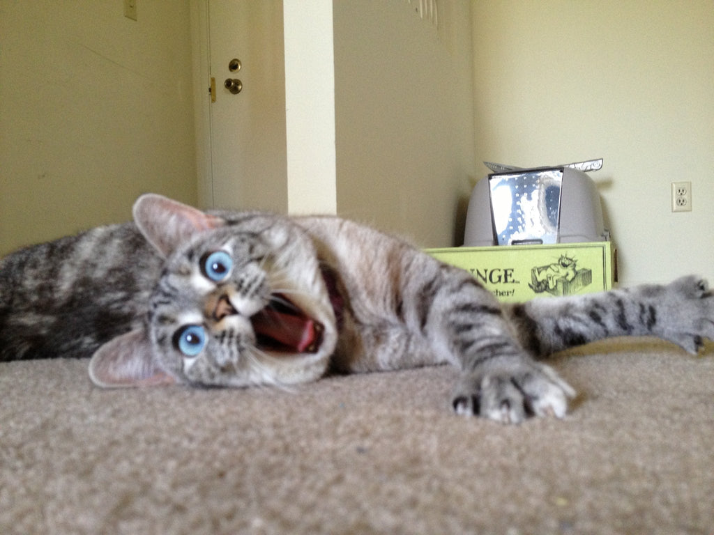 The Dangers of Declawing Cats
