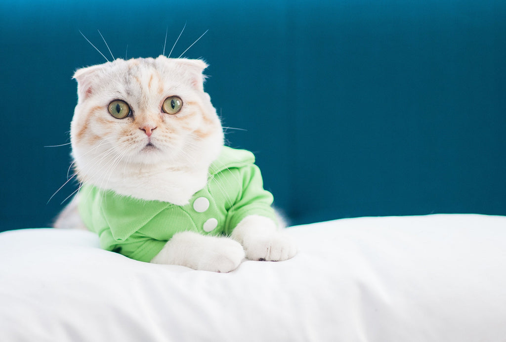 Happy Cat Body Language: How Cats Express Gratitude