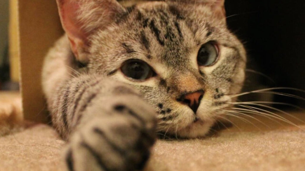 Dry Food vs. Wet Food