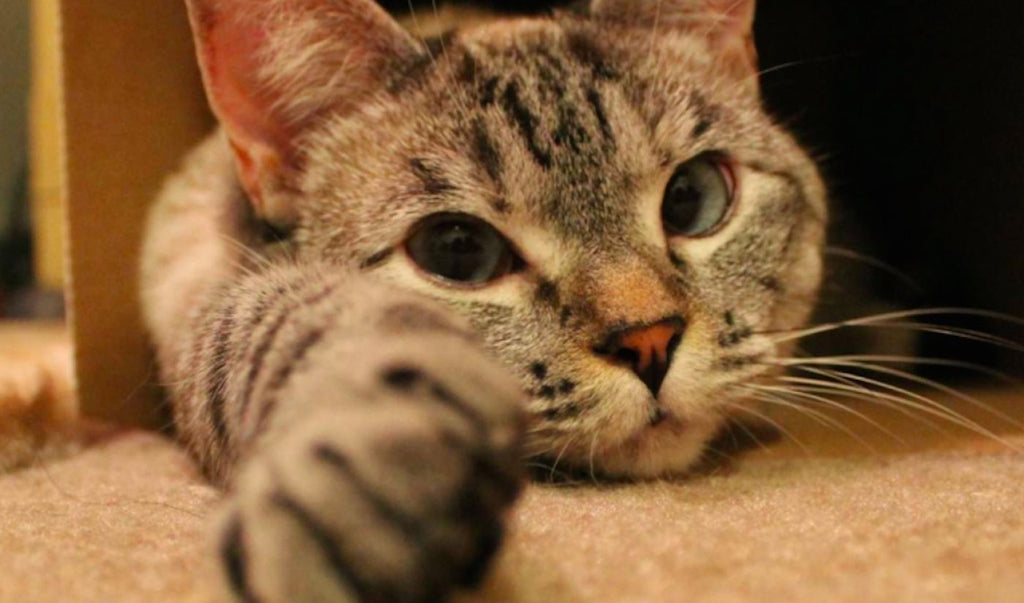 How to Catify Your Home