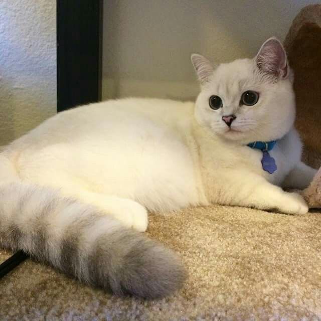 Understanding Cat Body Language