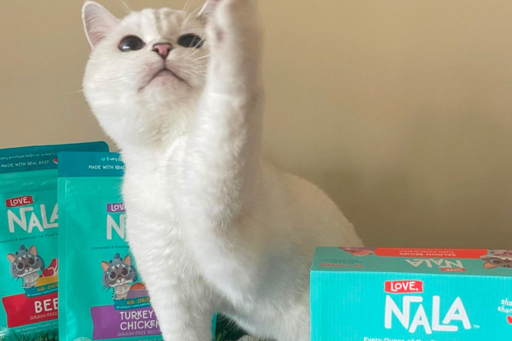 safe cat food options