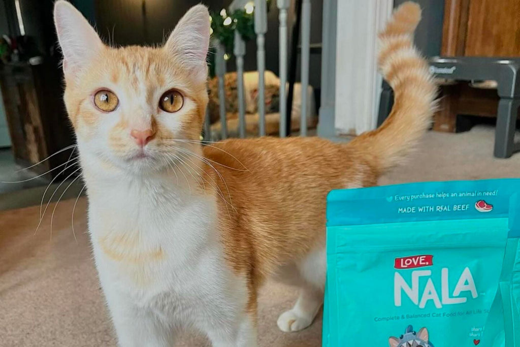 air dried cat food