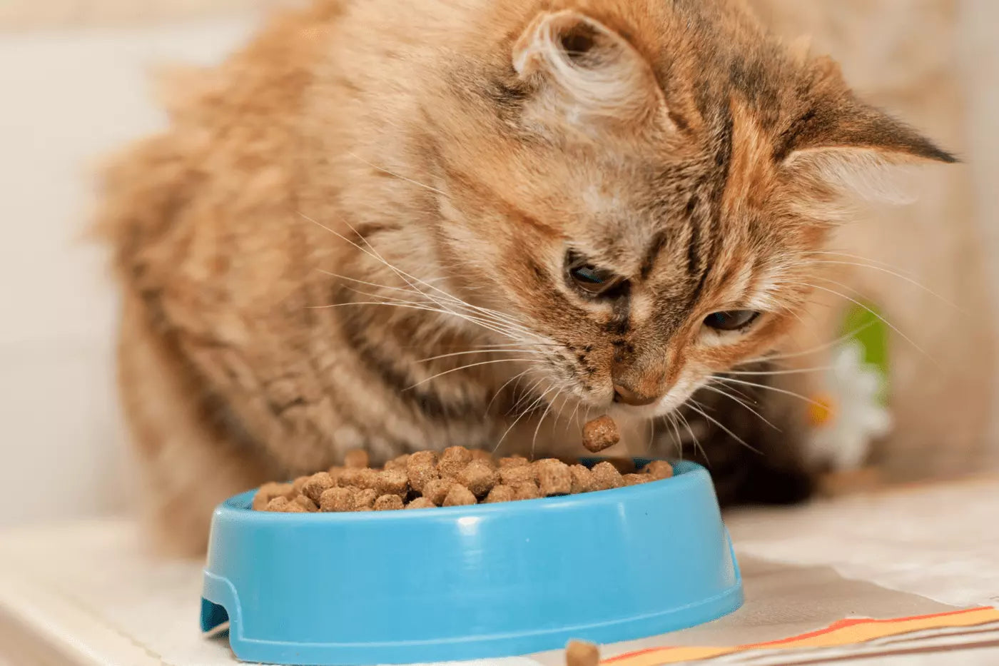 Major Benefits Of Air Dried Cat Food Blog Love Nala