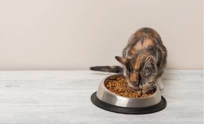 hypoallergenic cat food