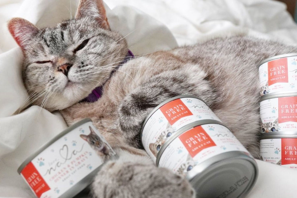 cat food with pumpkin