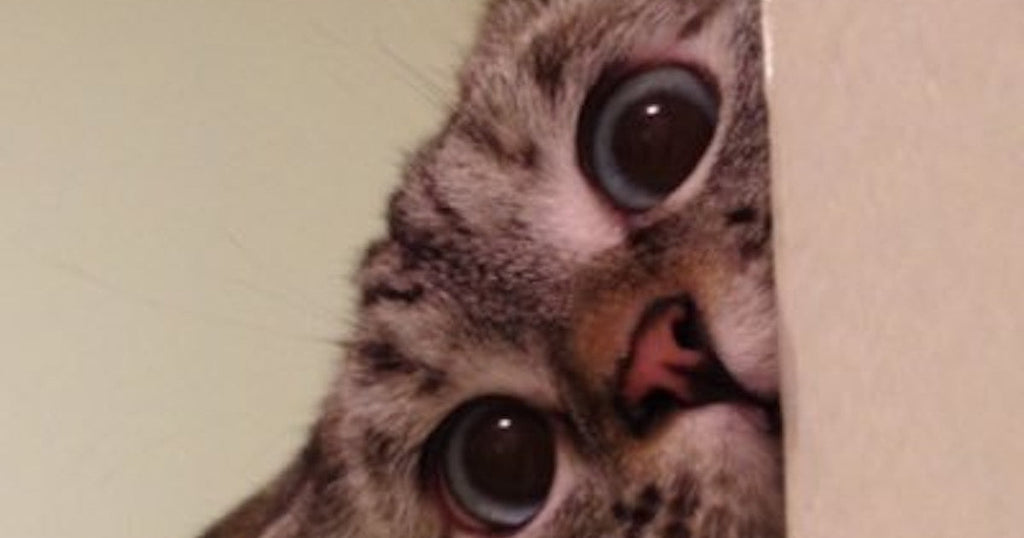 How to Take Care of a Cat with Constipation