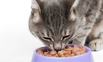 healthy cat food