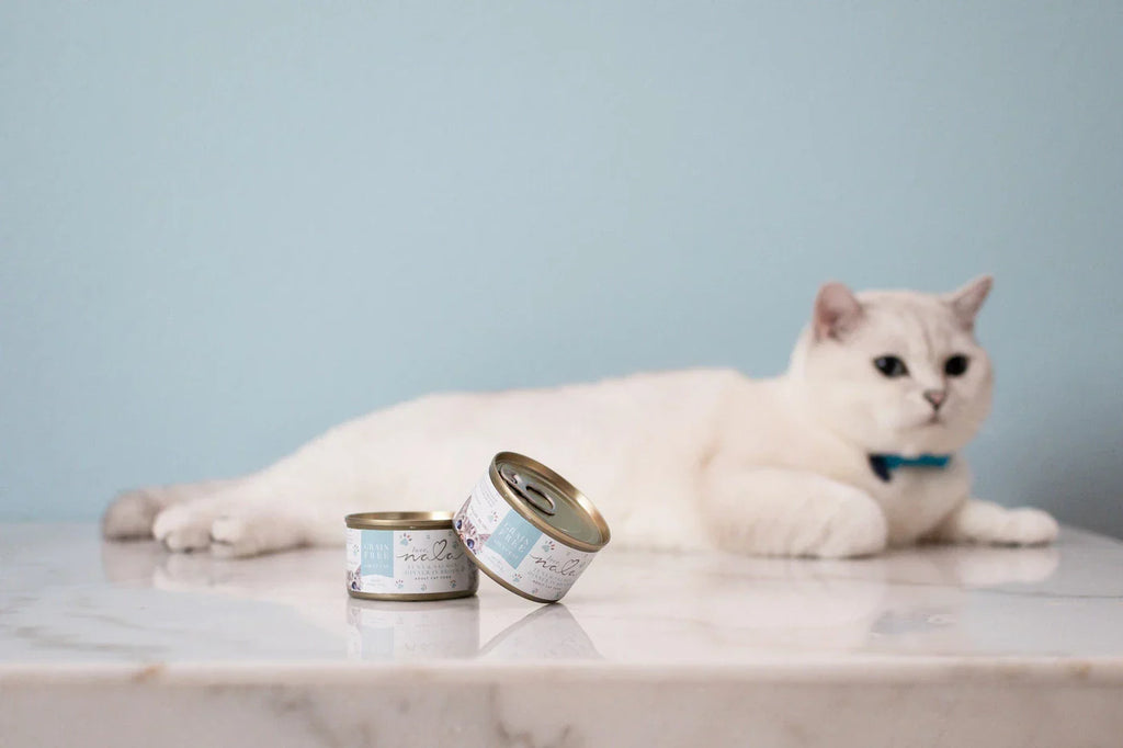 Meet White Coffee Cat