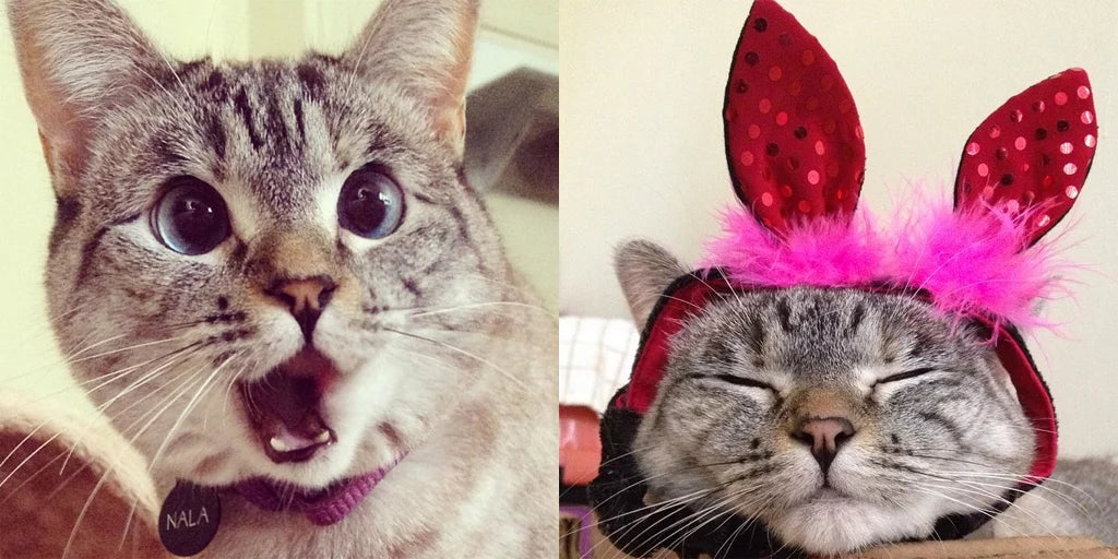 Easter Safety Tips for Cats