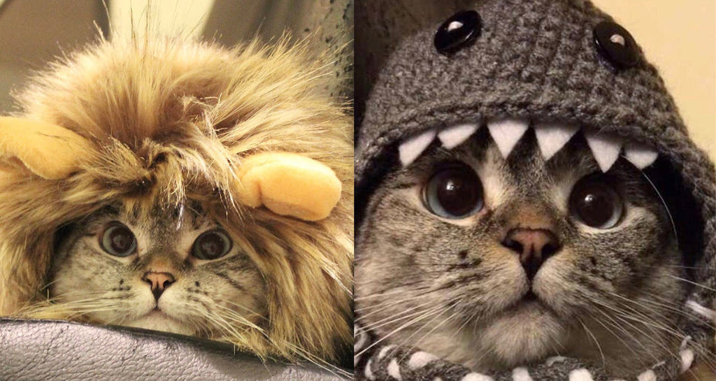 Cats and Their Impact on the Earth