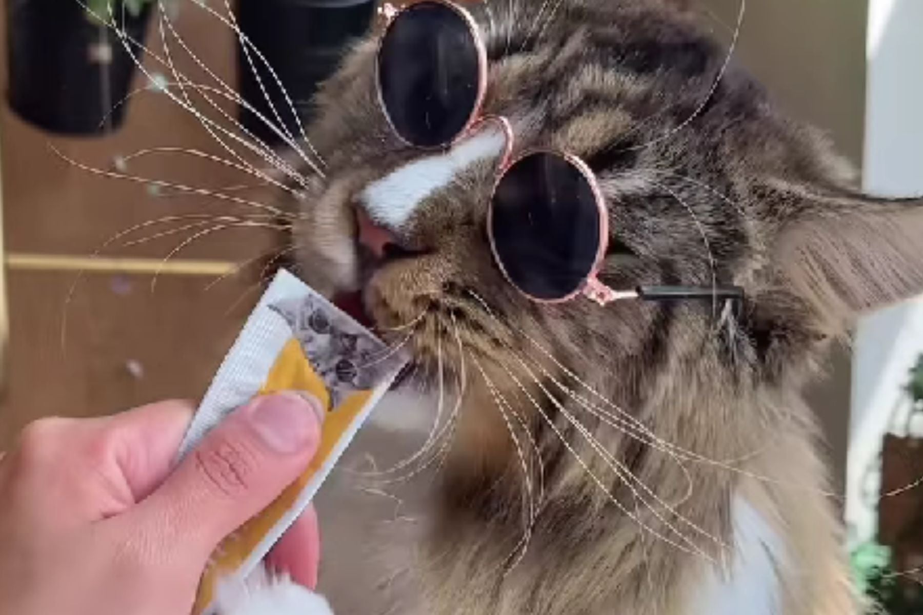 Role Of Wet Cat Treats In Hydration Blog Love Nala role-of-wet-cat-treats-in-hydration-blog-love-nala