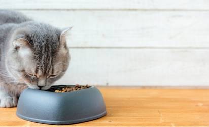 healthy cat food