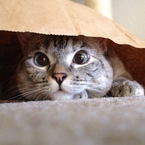 How to Ease Your Cat's Transition During a Move