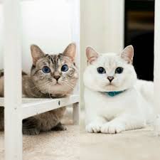 A Cure for FIP