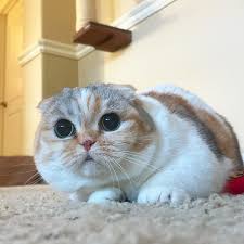 FIV and How to Treat It