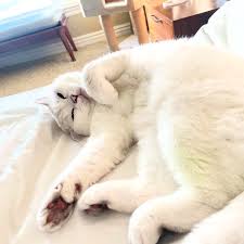 Cats and Belly Rubs