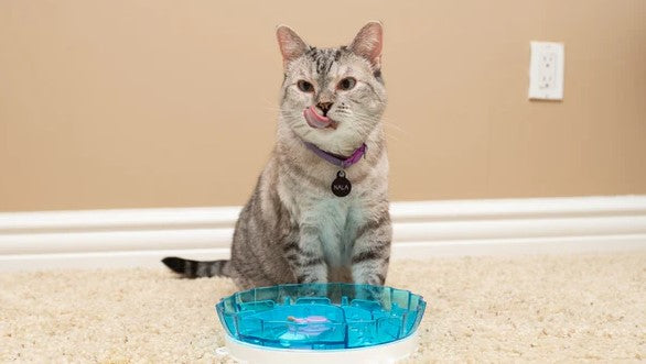 Keeping Your Cat Hydrated