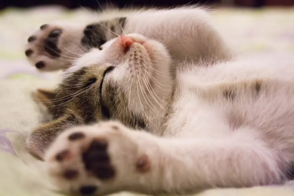 What to Do if You Find Kittens?