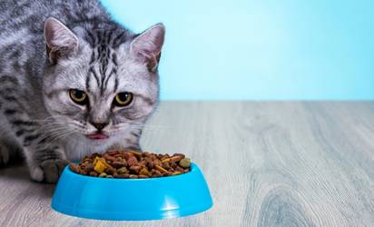 natural cat food