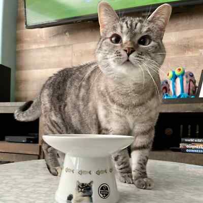 How to Make Your Cat More Adventurous