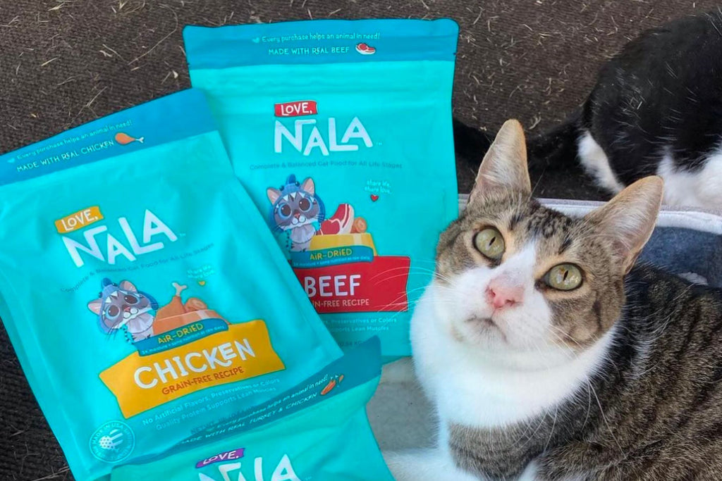 tuna broth for cats
