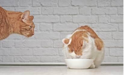 best wet cat food