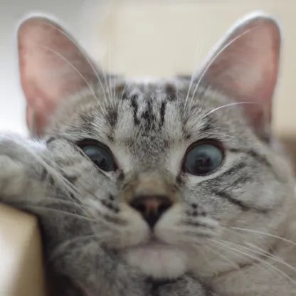 Things to Consider When Adopting a Cat