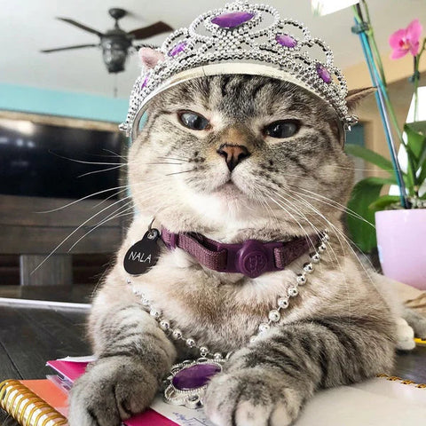DNA Testing for Cats