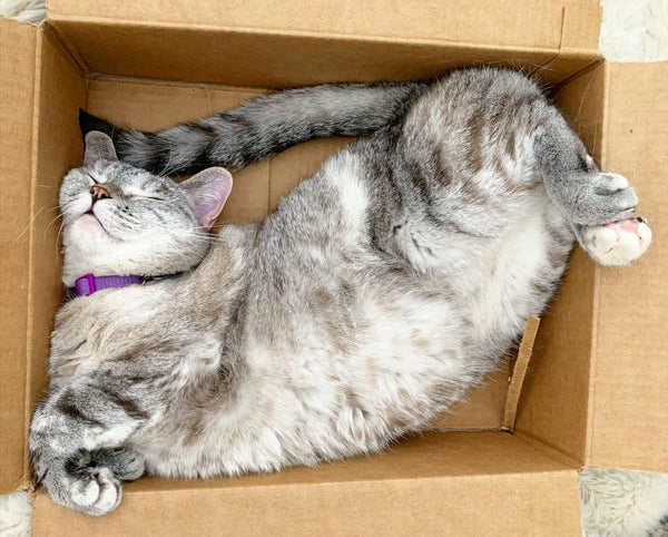 The Therapeutic Benefits of Cats