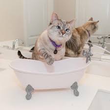 How to Give a Kitten a Flea Bath