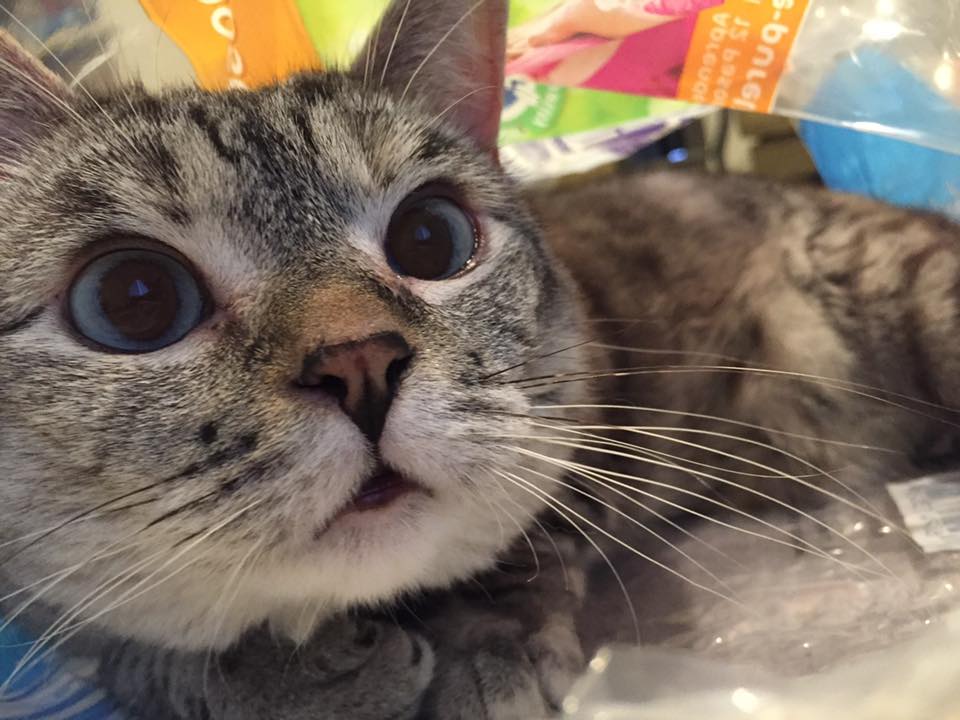 How to Keep Your Cat’s Skin and Coat Looking Beautiful