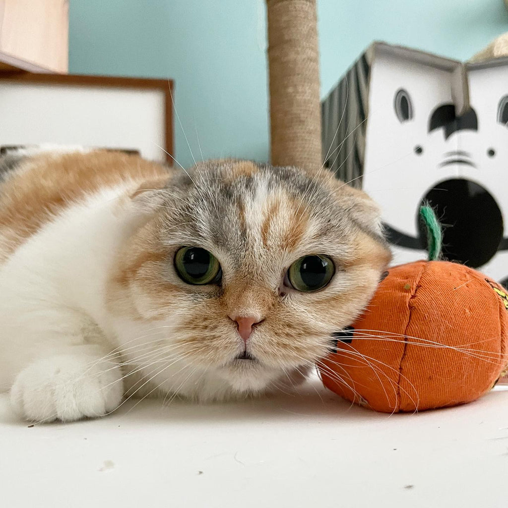 Thanksgiving Safety for Cats