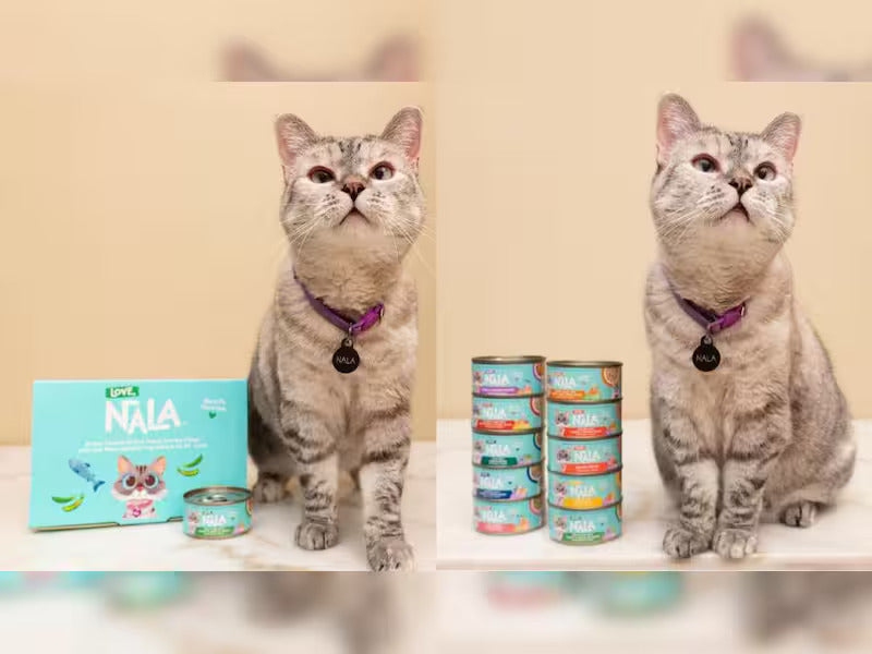 Kittens and Tummy Troubles