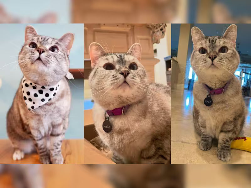 The Difference Between Feral Cats and Stray Cats