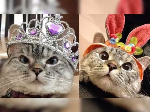 Advice for Bitey Kittens