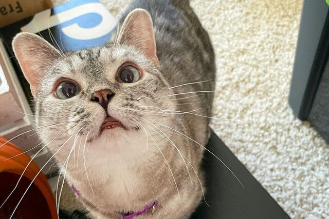 What is Enrichment and Why do Cats Need It