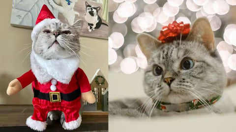 What to Do if Your Cat is Missing