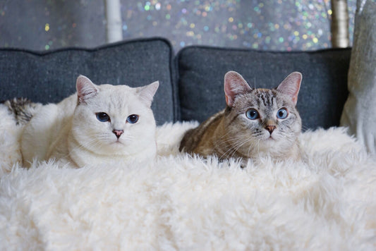 Why Kittens are Happier in Pairs