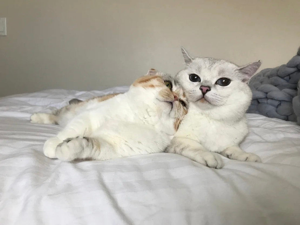 Why Do Cats Sleep So Much?