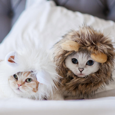 How to Take Purr-fect Holiday Photos of your Cat