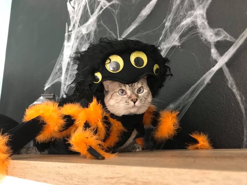 Halloween Safety