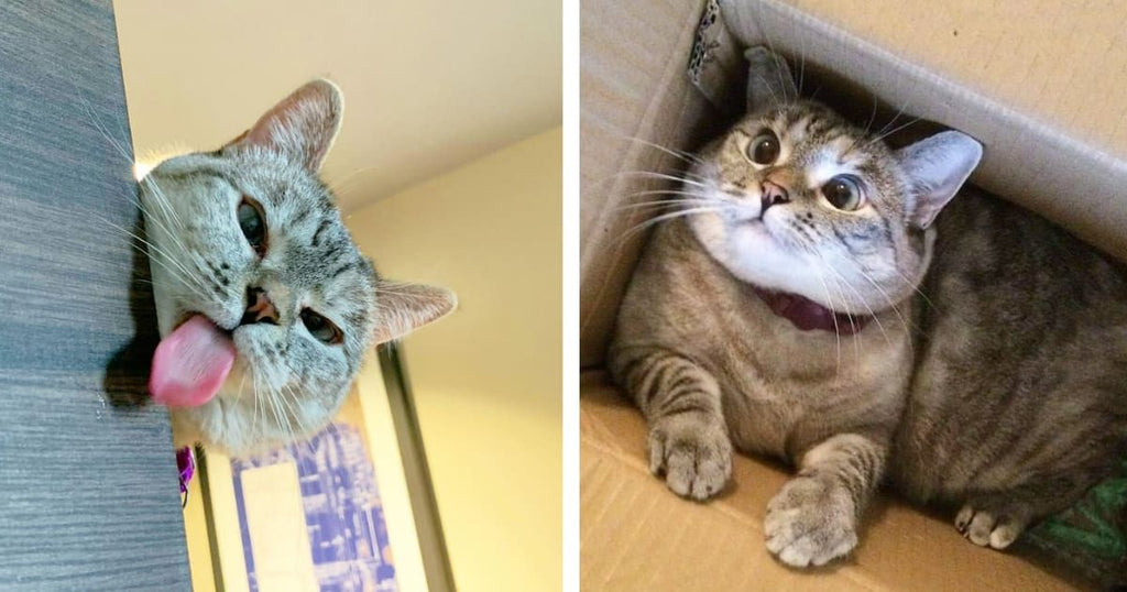 6 Reasons Vet Visits Are So Important