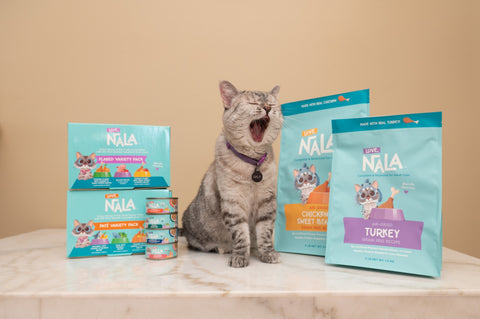 Can Cats Taste Sweets?