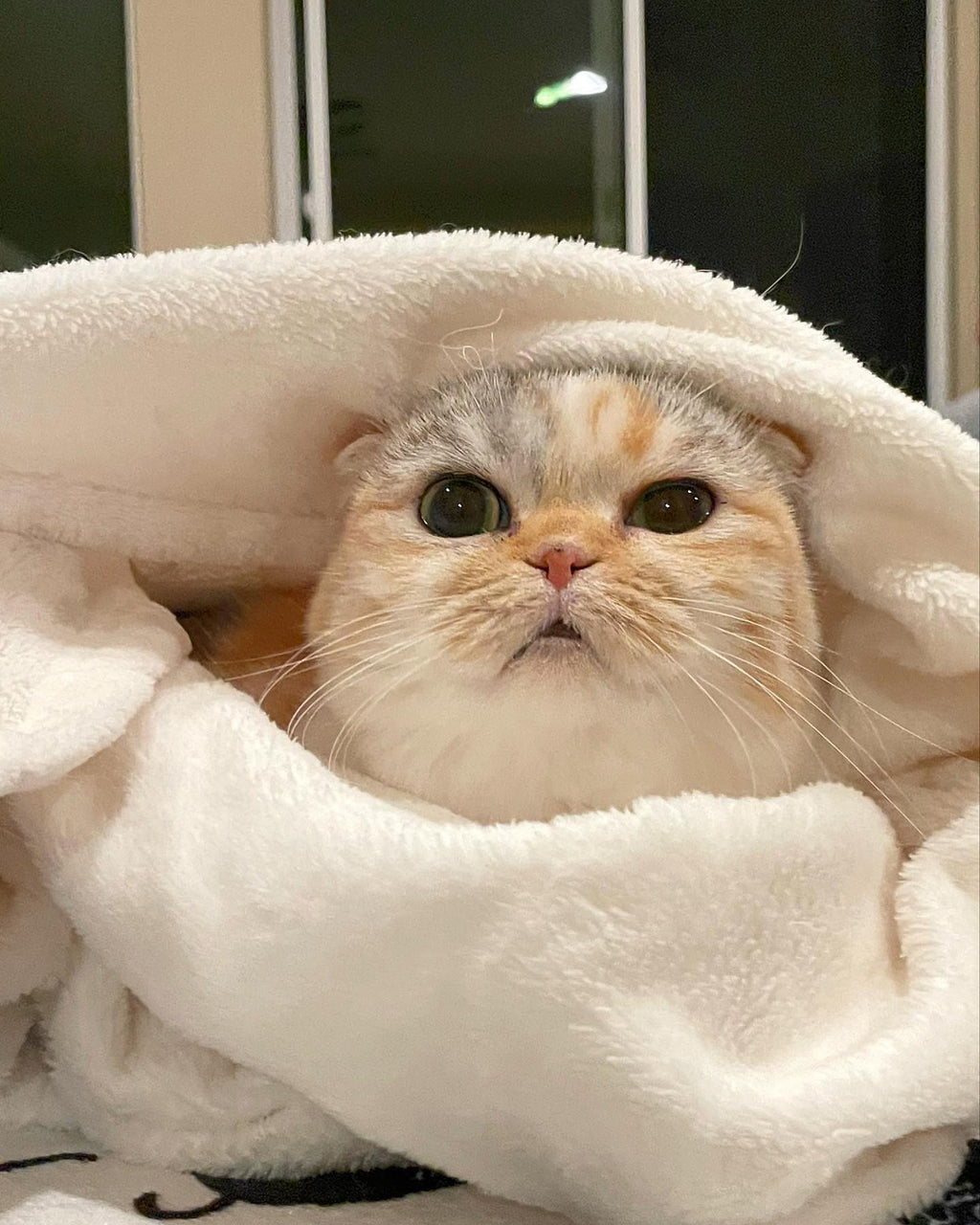 Cats and Health Supplements
