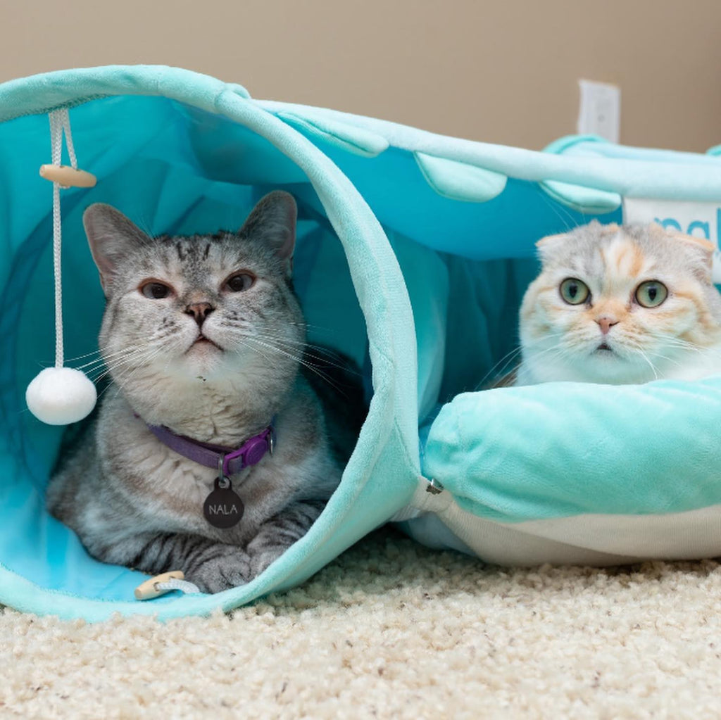 When and How Much Should You Feed Your Cat?